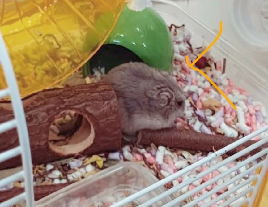 🐹認識倉鼠🐹